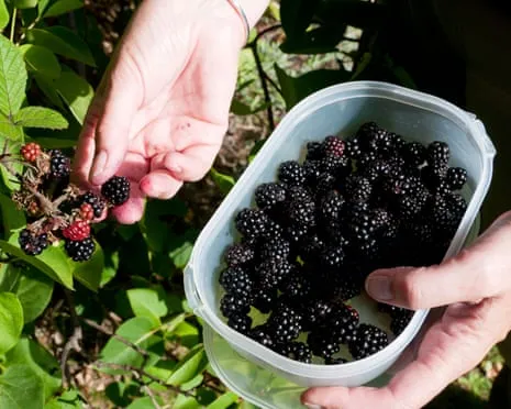 In Search Of: Scrumptious Bakes to Utilize a Surplus of Homemade Jam